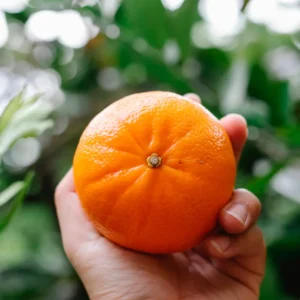 Clementina Oro Grande