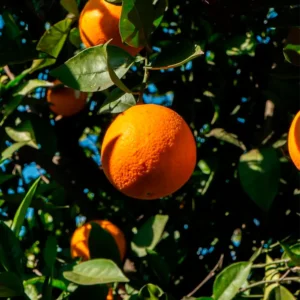 Naranja Lane Late Calibre Mixto