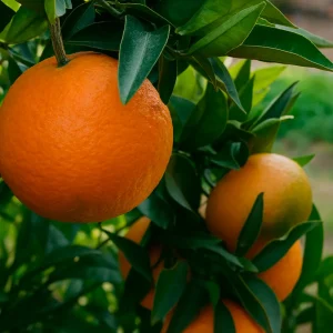 Naranja Navelina Calibre mixto