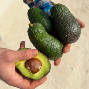 Aguacate Hass